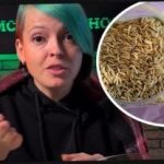 Cómo elegir las plantas de sidra y sorprender a los