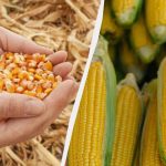 El mejor periodo para sembrar maíz en 2025: no se